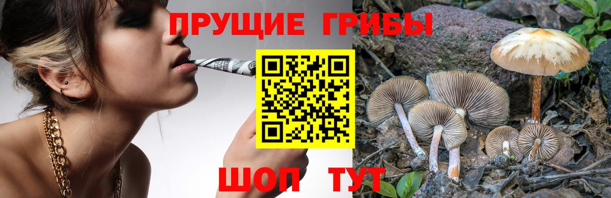 Галлюциногенные грибы Psilocybe  Вход с VPN  Вичуга 